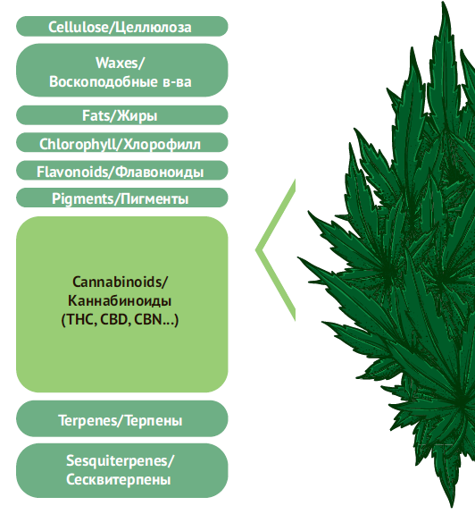 Cannabis Chemical Composition