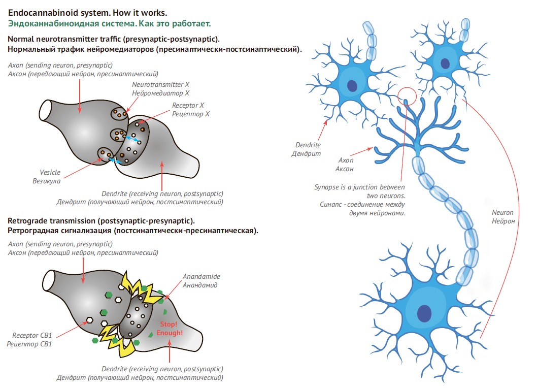 Endocannabinoid system. How it works.